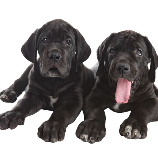 zwei schwarze deutsche dogge welpe Hund, Säugetier, Wirbeltier, Hunderasse, Canidae, Fleischfresser, Riesenhunderasse, Wachhund, Molosser, Schnauze, Welpe der deutschen Dogge, schwarze Dogge gähnen