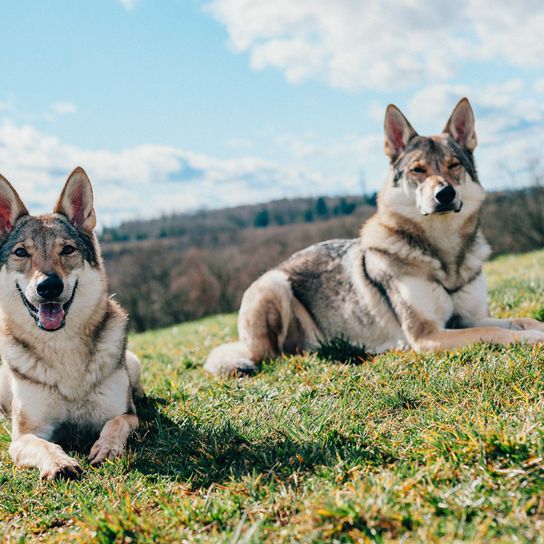 Zwei Tamaskan Husky Hunde liegen auf einer Wiese, Hund der aussieht wie Wolf, grau weißer Hund der braun gefärbt ist und Stehohren hat, Hund mit dichtem Fell ähnlich Husky