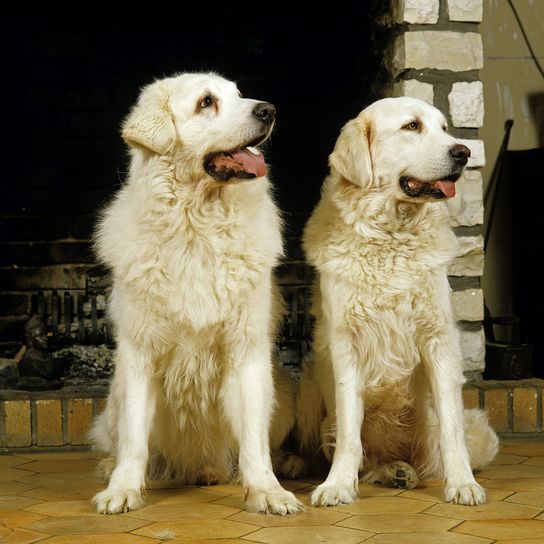 Hund, Säugetier, Wirbeltier, Canidae, Hunderasse, Fleischfresser, zwei weiße Polski Owczarek Podhalanski sitzen auf Fliesen