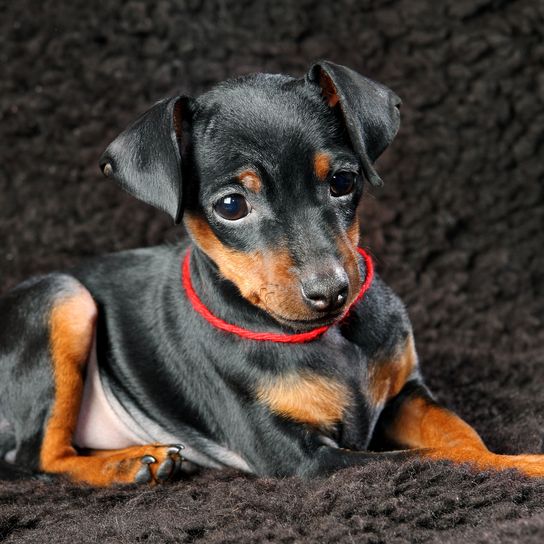 Hund, Säugetier, Wirbeltier, Hunderasse, Canidae, Pinscher, Deutscher Pinscher, Fleischfresser, Zwergpinscher Welpe in schwarz und braun, Hund ähnlich Dobermann, Minipinscher, Rehpinscher, kleiner Hund unter 5kg