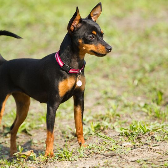 Hund, Säugetier, Wirbeltier, Hunderasse, Canidae, Toy Manchester Terrier, Deutscher Pinscher, Manchester Terrier, Fleischfresser, Zwergpinscher mit Stehohren in schwarz und braun, klassischer Rehpinscher, kleiner Hund unter 5kg