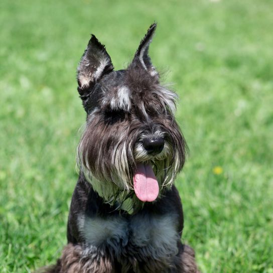 Hund, Säugetier, Wirbeltier, Hunderasse, Canidae, Standardschnauzer, Zwergschnauzer, Schnauzer mit Stehohren, schwarz weißer kleiner Hund