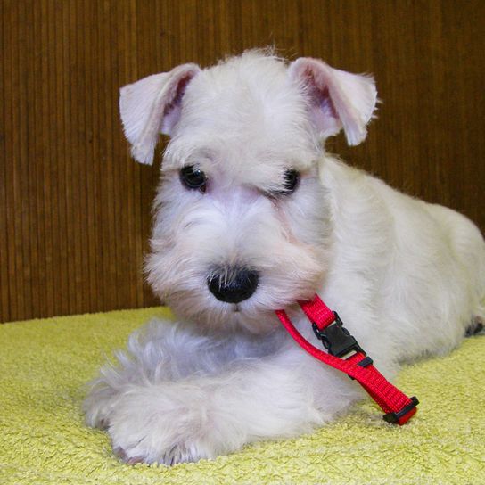 Hund, Säugetier, Wirbeltier, Hunderasse, Canidae, Fleischfresser, Begleithund, Drahthaarfuchs-Terrier, Terrier, Zwergschnauzer Welpe, kleiner weißer Hund mit langem Fell