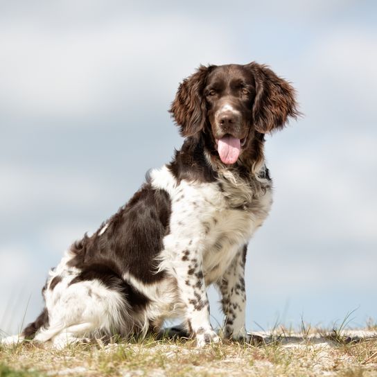 A purebred Kleiner Münsterländer dog off the leash outside in nature on a sunny day.