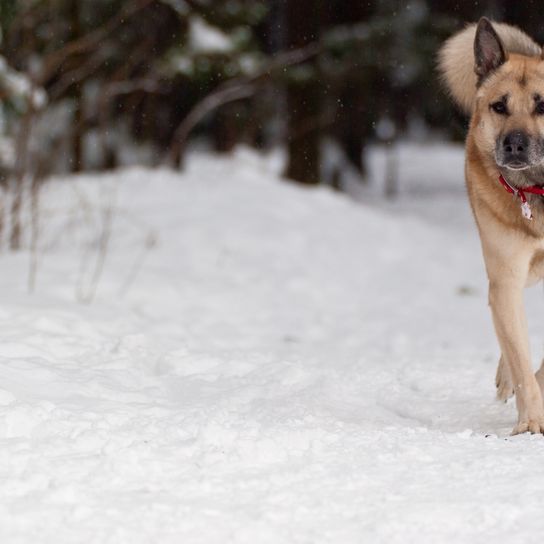 Dog in the forest West Siberian laika on a walk in the winter forest