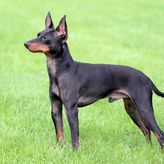 Typical English Toy Terrier in spring garden