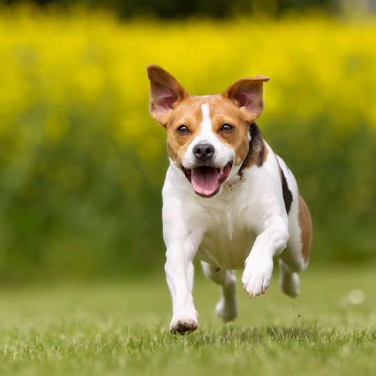 Purebred Danish Swedish farm dog outside in nature on a meadow on a summer day.