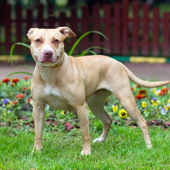 American Pit Bull Terrier standing Outdoor portrait standing American Pit Bull Terrier