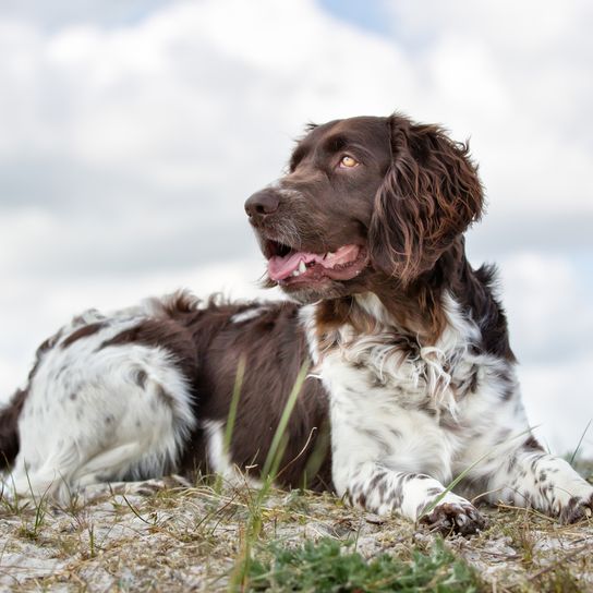 A purebred Kleiner Münsterländer dog off the leash outside in nature on a sunny day.