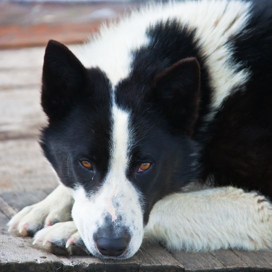 Adult East Siberian Laika male dog looking at the camera. Native Siberian hunting dog Laika. Kamchatka, Russia