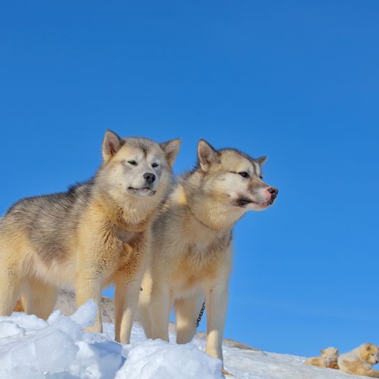 Greenlandic sled dogs relaxing on an icy field