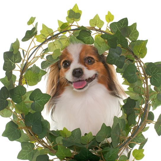 Phalene dog in front of a white background