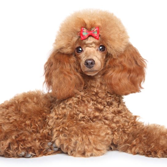 Toy poodle puppy with red bow lying on a white background
