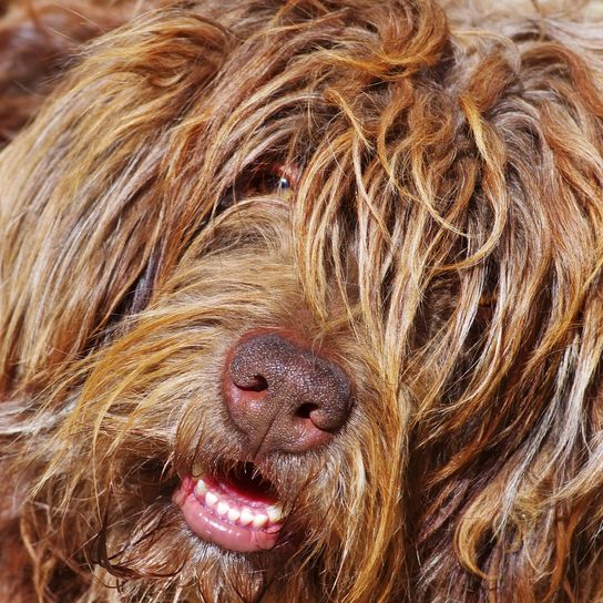 Portrait of Portuguese shepherd dog