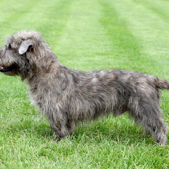 Typical Irish Glen of Imaal Terrier on the green grass