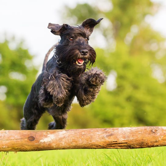 Picture of a standard schnauzer jumping over a wooden beam