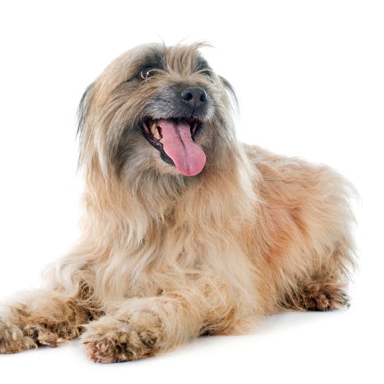 Pyrenean shepherd dog against white background