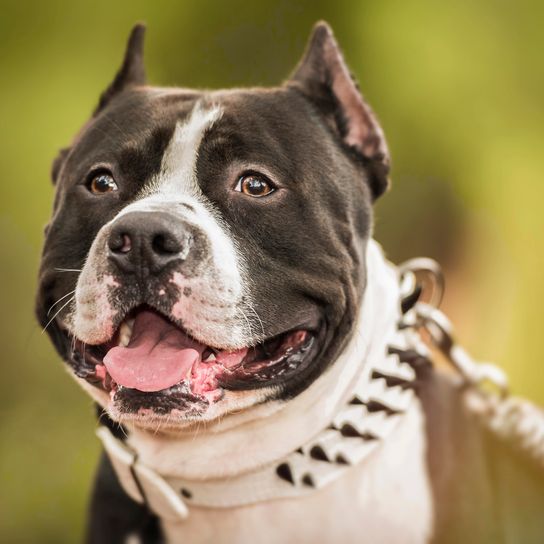 Pit Bull Terrier portrait on nature Pit Bull Terrier portrait in the park