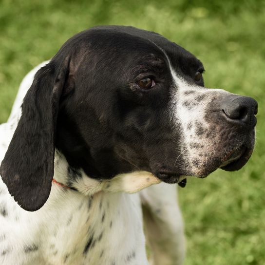 Animal portrait of a black and white dog on a green background.