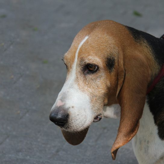 Norman Artesian Basset at the age of six years