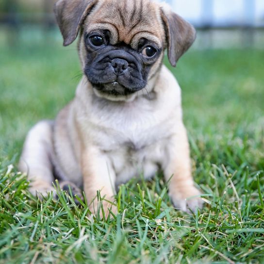 Cute pug chihuahua mix named Chug playing on a green lawn