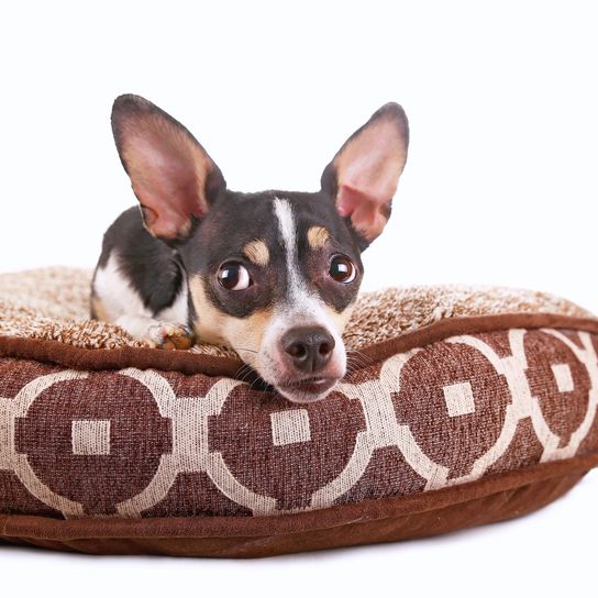 Cute Chihuahua-Ratter-Terrier mix on a pet bed isolated on a white background Cute Chihuahua-Ratter terrier mix on a pet bed isolated on a white background