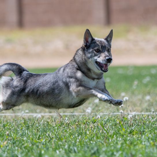 Swedish Vallhund at fast coursing for cats