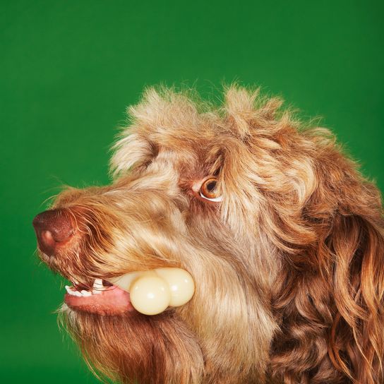 Otter dog with rubber bone on green background