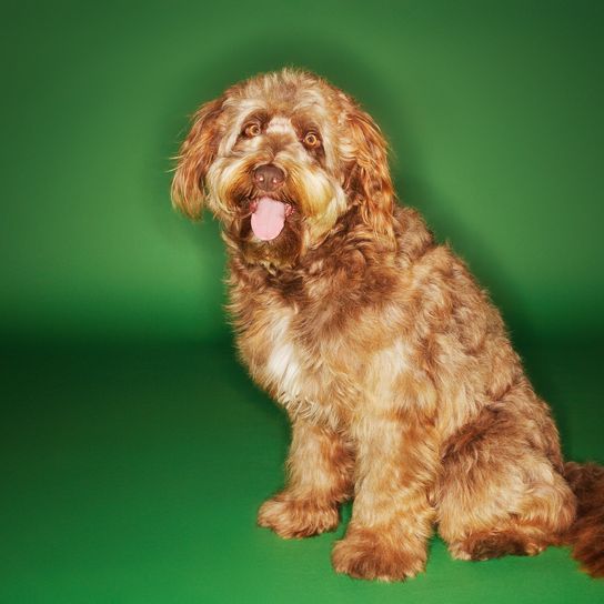 Otter dog sitting with tongue sticking out on green background