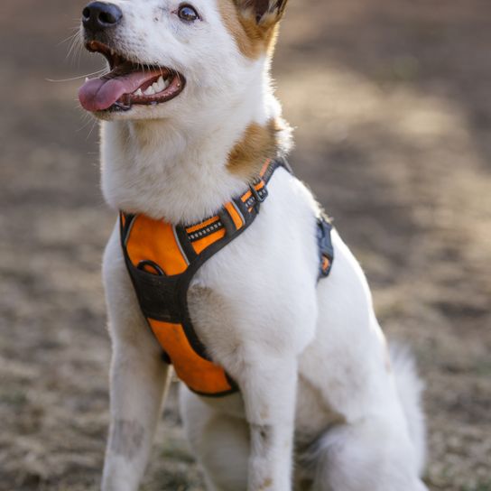 Northern Spitz female dog, sitting and looking for a treat. Free-range dog park in Northern California.