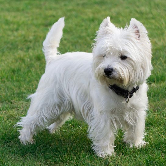 West Highland White Terrier in the garden West Highland White Terrier in the garden