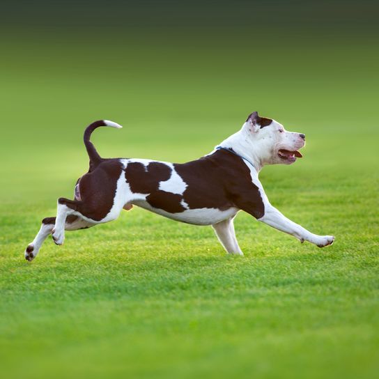 Beautiful dog American Pit Bull Terrier runs on green spring field Beautiful dog American Pit Bull Terrier runs on green spring field