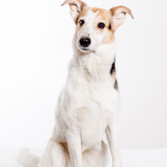 Cute short haired collie sits in studio and looks at camera