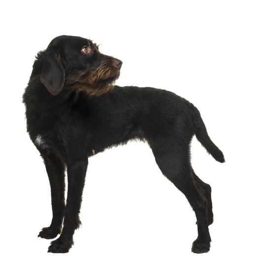 Standing female Cesky Fousek dog looking away seen from the front, isolated on a white background