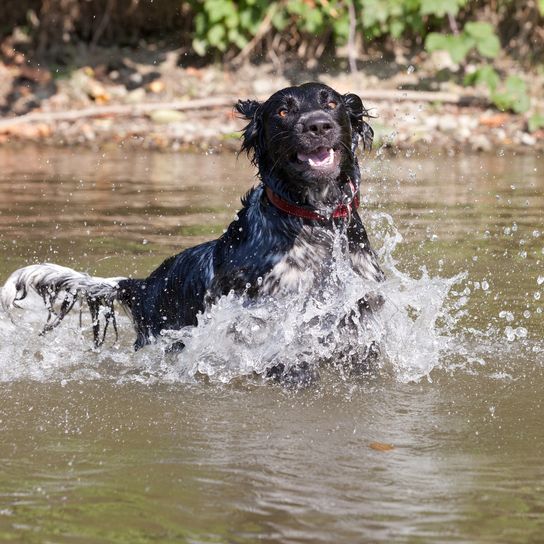 Large Münsterland dog runs on the water