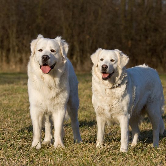 Two posing white dogs