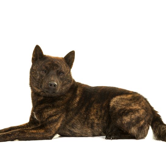 Male Kai Ken dog the national Japanese breed lying isolated on a white background seen from the side