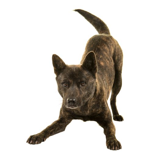 Female Kai Ken dog, the national Japanese breed, stands in a play bow isolated on a white background wagging her tail