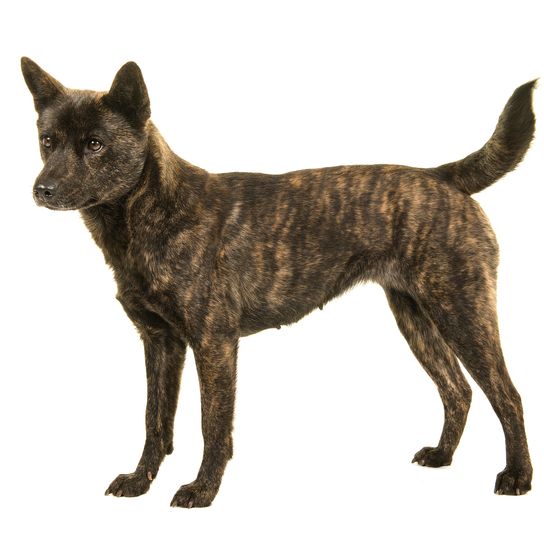 Female Kai Ken dog, the national Japanese breed, standing isolated on a white background when viewed from the side