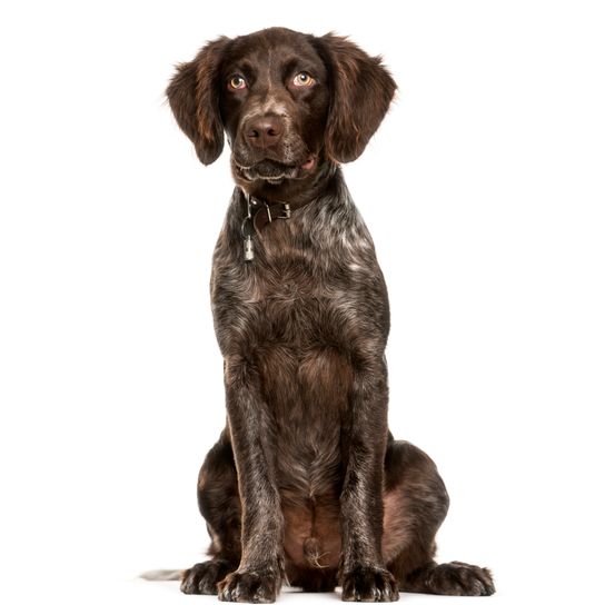 Small Münsterländer, 4 months old, sitting in front of a white background