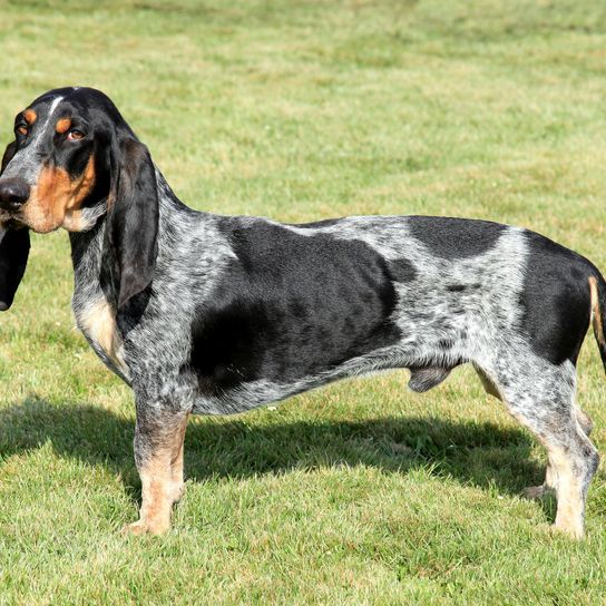 The portrait of Blue Gascony Basset in the fall garden