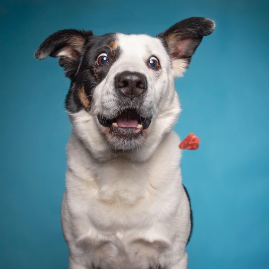 Border collie catches a treat with its mouth wide open in a studio Border collie catches a treat with its mouth wide open in a studio shot isolated on a blue background