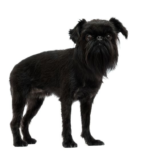 Dog breed Belgian Griffon looking at a white background