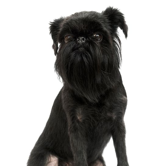 Dog breed Belgian Griffon looking at a white background