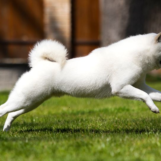 Hokkaido dog runs fast