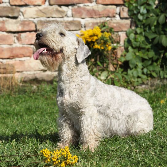 Amazing czech terrier sitting on the grass