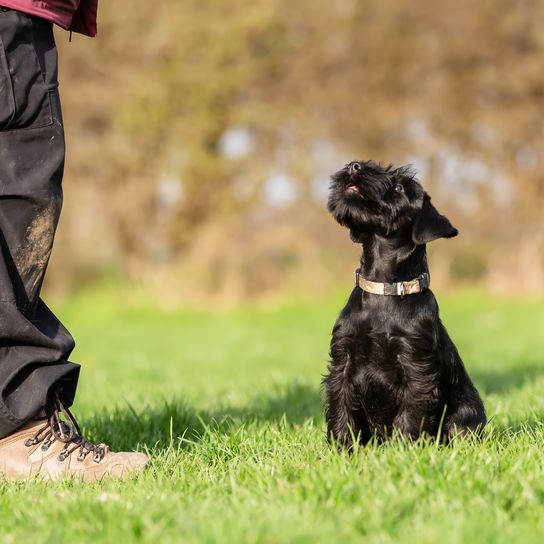 Picture of standard schnauzer puppy looking up to his master