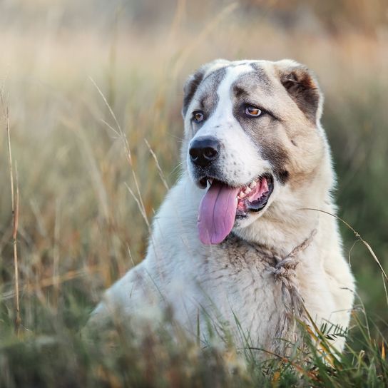 Portrait of a young Central Asian shepherd dog sitting in a meadow between curtsies