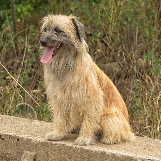 Single shot of male Pyrenean shepherd with long hair