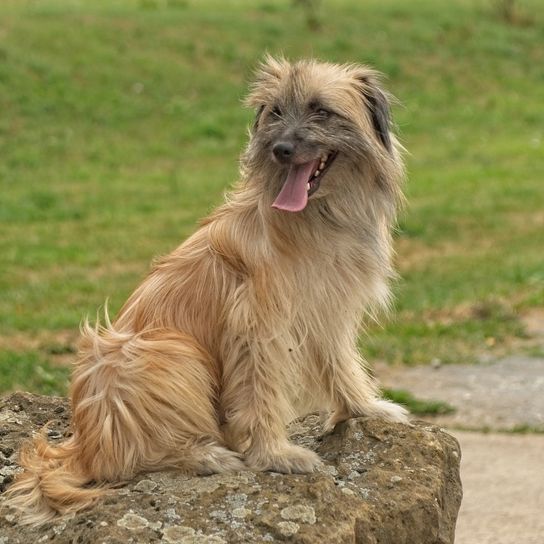 Single shot of male Pyrenean shepherd with long hair